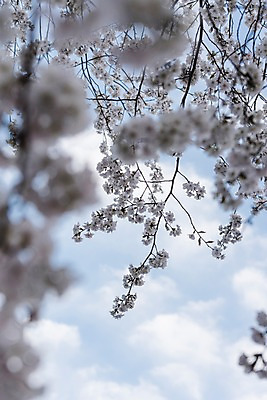 포토 JPG 주간 하늘 사람없음 야외 아웃포커스 봄 벚꽃 국내포토 자연요소 계절 꽃 촬영기법 파일형식