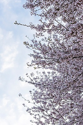 포토 JPG 주간 하늘 사람없음 야외 봄 벚꽃 국내포토 자연요소 계절 꽃 파일형식