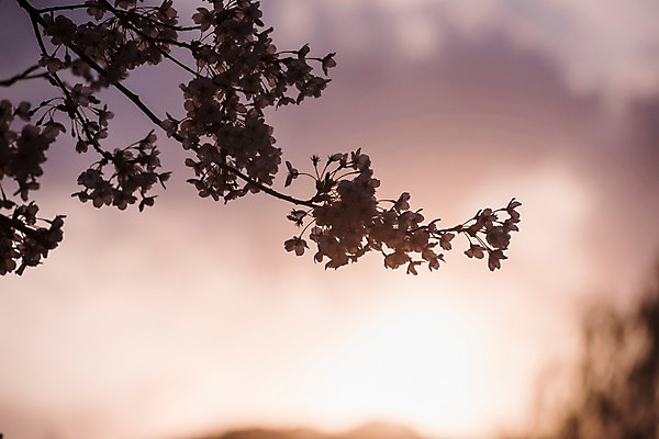 포토 JPG 하늘 사람없음 야외 아웃포커스 노을 봄 벚꽃 야간 국내포토 자연요소 계절 꽃 촬영기법 파일형식