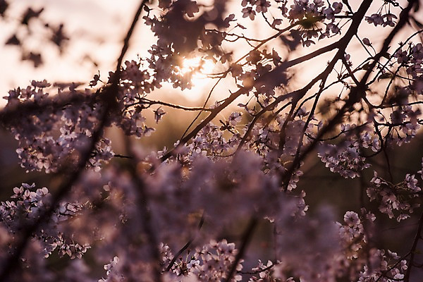 포토 JPG 주간 사람없음 야외 아웃포커스 노을 봄 벚꽃 국내포토 자연요소 계절 꽃 촬영기법 파일형식
