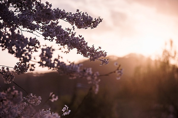 포토 JPG 주간 사람없음 야외 노을 봄 벚꽃 국내포토 자연요소 계절 꽃 파일형식