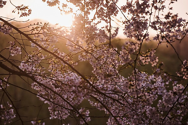 포토 JPG 주간 사람없음 야외 아웃포커스 노을 봄 벚꽃 국내포토 자연요소 계절 꽃 촬영기법 파일형식