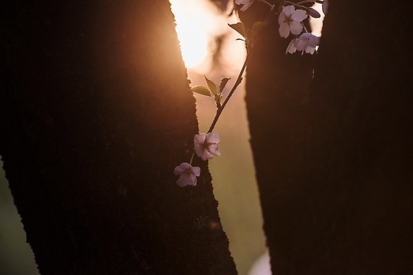 포토 JPG 주간 사람없음 야외 아웃포커스 노을 봄 벚꽃 나뭇가지 국내포토 자연요소 나무 계절 꽃 촬영기법 파일형식