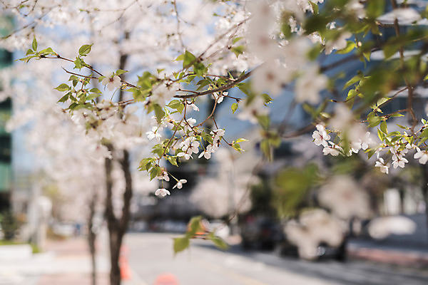 포토 JPG 주간 나뭇잎 사람없음 야외 아웃포커스 봄 벚꽃 국내포토 자연요소 계절 꽃 잎 촬영기법 파일형식