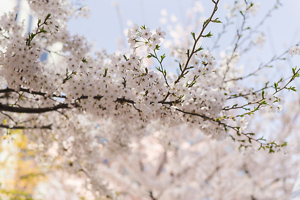 포토 JPG 주간 하늘 사람없음 야외 아웃포커스 봄 벚꽃 국내포토 자연요소 계절 꽃 촬영기법 파일형식