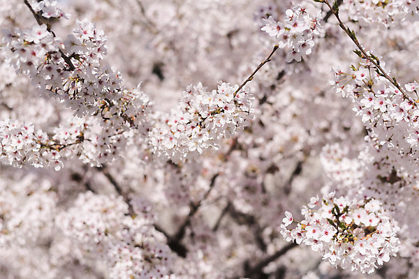 포토 JPG 주간 사람없음 야외 아웃포커스 봄 벚꽃 국내포토 자연요소 계절 꽃 촬영기법 파일형식