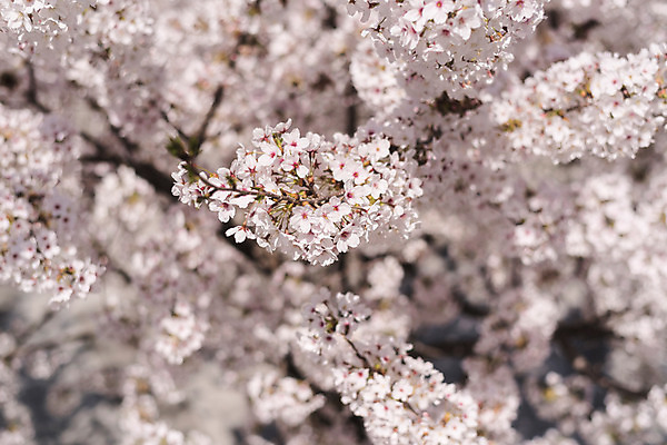 포토 JPG 주간 사람없음 야외 아웃포커스 봄 벚꽃 국내포토 자연요소 계절 꽃 촬영기법 파일형식