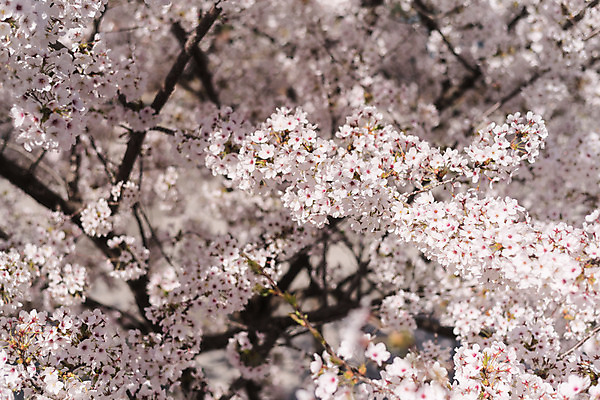 포토 JPG 주간 사람없음 야외 아웃포커스 봄 벚꽃 국내포토 자연요소 계절 꽃 촬영기법 파일형식