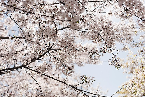 포토 JPG 주간 하늘 사람없음 야외 봄 벚꽃 국내포토 자연요소 계절 꽃 파일형식