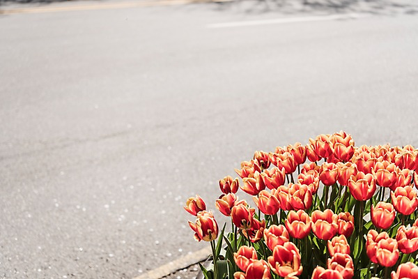 포토 JPG 주간 길 사람없음 야외 아웃포커스 봄 튤립 국내포토 자연요소 계절 꽃 촬영기법 파일형식