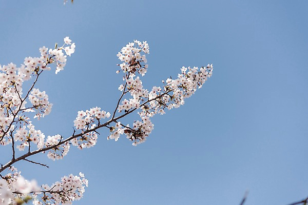 포토 JPG 주간 하늘 사람없음 야외 봄 벚꽃 국내포토 자연요소 계절 꽃 파일형식