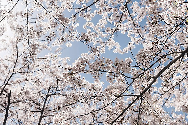 포토 JPG 주간 하늘 사람없음 야외 봄 벚꽃 국내포토 자연요소 계절 꽃 파일형식