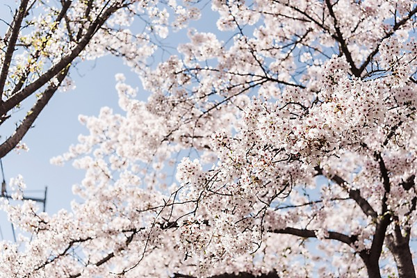 포토 JPG 주간 하늘 사람없음 야외 봄 벚꽃 국내포토 자연요소 계절 꽃 파일형식