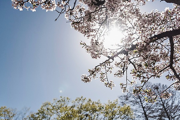 포토 JPG 주간 하늘 사람없음 야외 빛 봄 벚꽃 국내포토 자연요소 계절 꽃 파일형식