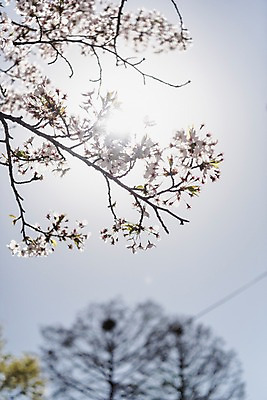 포토 JPG 주간 하늘 사람없음 야외 아웃포커스 빛 봄 벚꽃 국내포토 자연요소 계절 꽃 촬영기법 파일형식