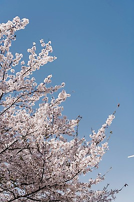 포토 JPG 주간 하늘 사람없음 야외 봄 벚꽃 국내포토 자연요소 계절 꽃 파일형식