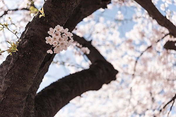 포토 JPG 주간 하늘 사람없음 야외 아웃포커스 봄 벚꽃 국내포토 자연요소 계절 꽃 촬영기법 파일형식