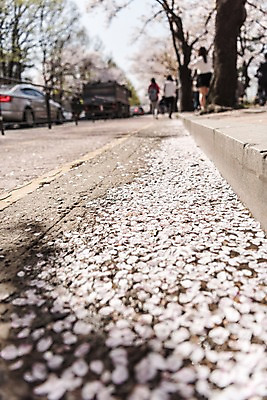 포토 JPG 주간 꽃잎 도로 자동차 사람 여러명 야외 아웃포커스 봄 벚꽃 낙화 국내포토 자연요소 계절 꽃 길 육상교통 다수 교통시설 촬영기법 파일형식