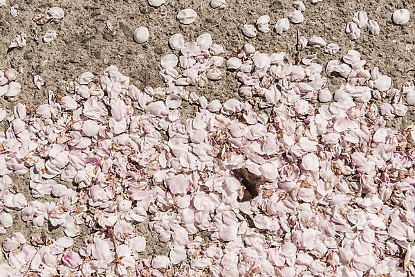 포토 JPG 주간 꽃잎 사람없음 야외 봄 벚꽃 낙화 국내포토 자연요소 계절 꽃 파일형식