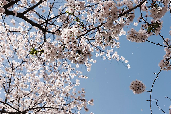 포토 JPG 주간 하늘 사람없음 야외 봄 벚꽃 국내포토 자연요소 계절 꽃 파일형식