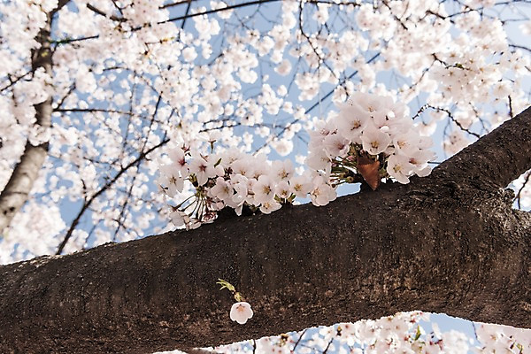 포토 JPG 주간 하늘 사람없음 야외 봄 벚꽃 국내포토 자연요소 계절 꽃 파일형식