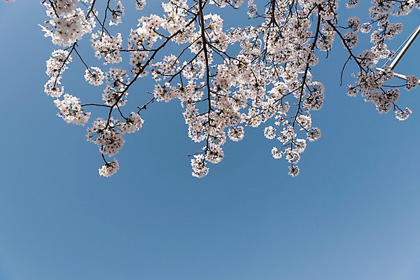 포토 JPG 주간 하늘 사람없음 야외 봄 벚꽃 국내포토 자연요소 계절 꽃 파일형식