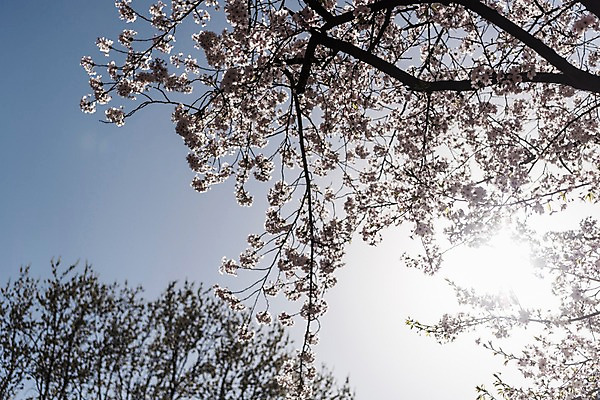 포토 JPG 주간 하늘 사람없음 야외 햇빛 봄 벚꽃 국내포토 자연요소 계절 꽃 태양 파일형식