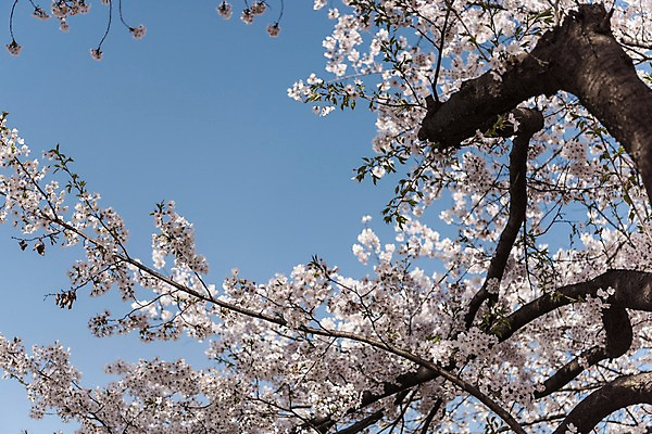 포토 JPG 주간 하늘 사람없음 야외 봄 벚꽃 국내포토 자연요소 계절 꽃 파일형식