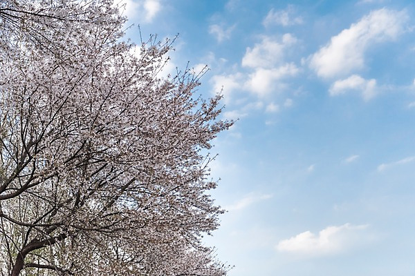 포토 JPG 주간 하늘 사람없음 야외 봄 벚꽃 국내포토 자연요소 계절 꽃 파일형식