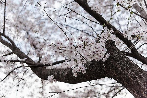 포토 JPG 주간 사람없음 야외 아웃포커스 봄 벚꽃 국내포토 자연요소 계절 꽃 촬영기법 파일형식