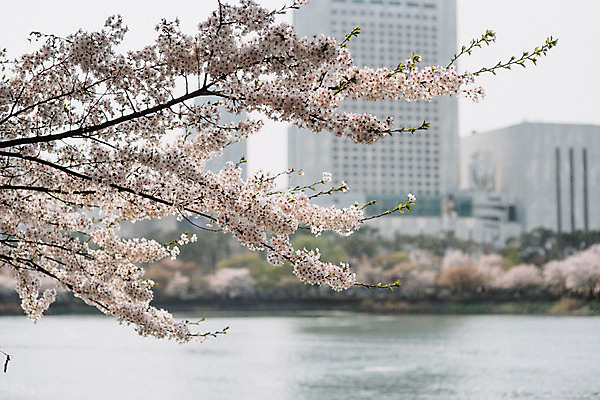 포토 JPG 주간 호수 빌딩 사람없음 야외 건물 아웃포커스 봄 벚꽃 국내포토 자연요소 건축물 계절 꽃 촬영기법 파일형식