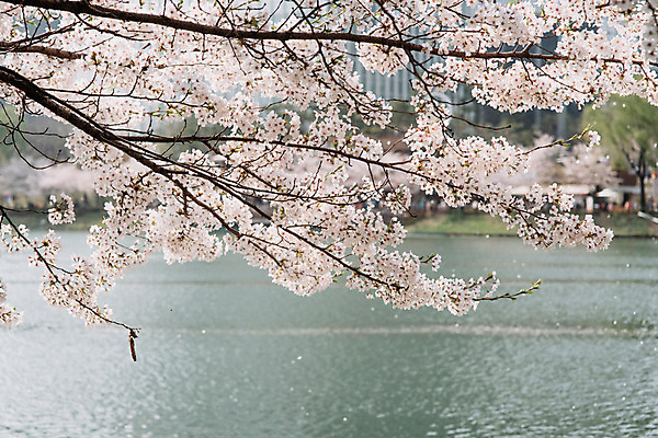 포토 JPG 주간 호수 사람없음 야외 아웃포커스 봄 벚꽃 국내포토 자연요소 계절 꽃 촬영기법 파일형식