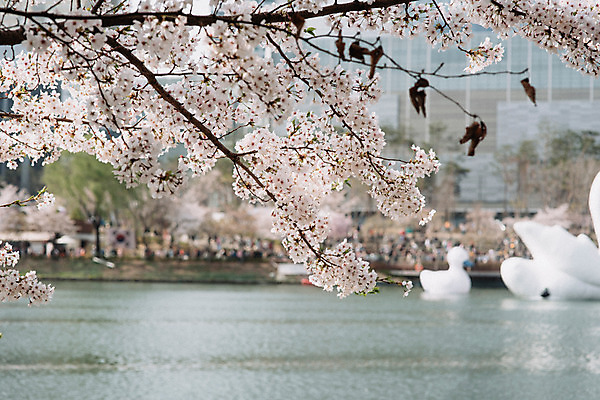 포토 JPG 주간 호수 사람없음 야외 아웃포커스 봄 벚꽃 백조 석촌호수 국내포토 자연요소 계절 꽃 조류 촬영기법 파일형식 잠실