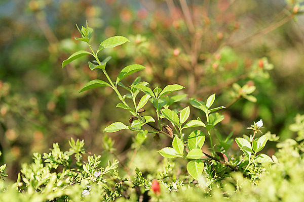 포토 JPG 주간 나뭇잎 사람없음 야외 아웃포커스 봄 국내포토 자연요소 계절 잎 촬영기법 파일형식