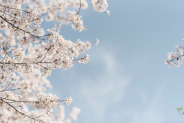 포토 JPG 주간 하늘 사람없음 야외 봄 벚꽃 국내포토 자연요소 계절 꽃 파일형식