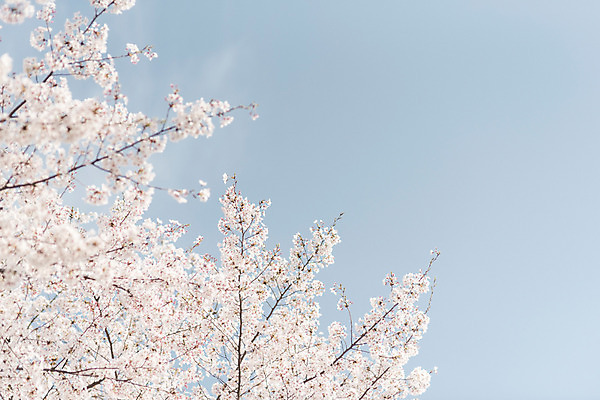 포토 JPG 주간 하늘 사람없음 야외 봄 벚꽃 국내포토 자연요소 계절 꽃 파일형식