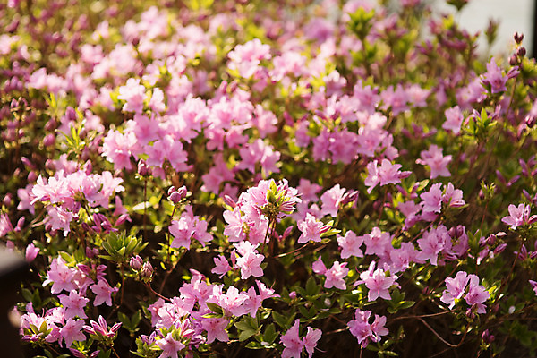 포토 JPG 주간 사람없음 야외 아웃포커스 봄 진달래 국내포토 자연요소 계절 꽃 촬영기법 파일형식