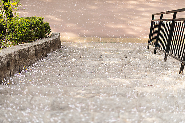 포토 JPG 주간 꽃잎 사람없음 야외 계단 봄 벚꽃 낙화 국내포토 자연요소 계절 꽃 파일형식