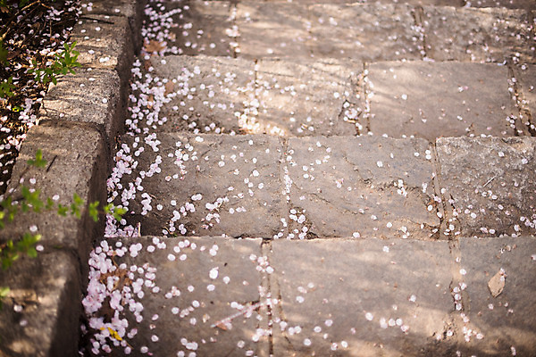 포토 JPG 주간 꽃잎 사람없음 야외 계단 봄 벚꽃 돌_바위 낙화 국내포토 자연요소 계절 꽃 파일형식