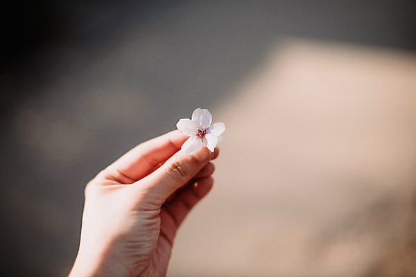 포토 JPG 주간 손 꽃잎 야외 아웃포커스 신체부위 봄 벚꽃 잡기 국내포토 자연요소 계절 꽃 모션 촬영기법 사람 파일형식