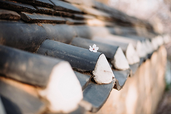 포토 JPG 주간 꽃잎 사람없음 야외 아웃포커스 봄 벚꽃 기와담장 국내포토 자연요소 계절 꽃 촬영기법 기와 담장 파일형식