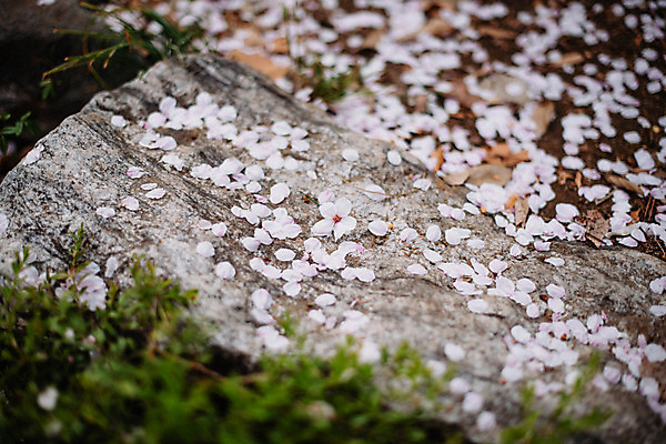 포토 JPG 주간 꽃잎 나뭇잎 사람없음 야외 아웃포커스 봄 벚꽃 바위 낙화 국내포토 자연요소 계절 꽃 잎 촬영기법 돌_바위 파일형식