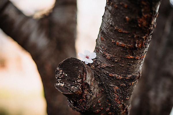 포토 JPG 주간 나무 꽃잎 사람없음 야외 아웃포커스 봄 벚꽃 국내포토 자연요소 식물 계절 꽃 촬영기법 파일형식