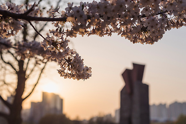 포토 JPG 주간 빌딩 사람없음 야외 건물 아웃포커스 노을 봄 벚꽃 국내포토 자연요소 건축물 계절 꽃 촬영기법 파일형식
