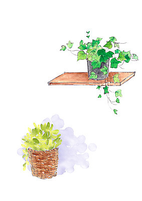 PSD 식물 화분 일러스트 캘리그라피 사람없음 담쟁이덩굴 국내일러스트 덩굴 파일형식