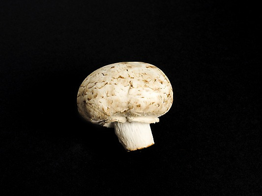 포토 JPG 웰빙 채소 검은배경 누끼 사람없음 버섯 신선 유기농 양송이 국내포토 백그라운드 검은색 파일형식