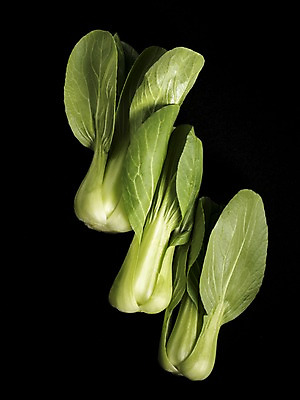 포토 JPG 웰빙 채소 검은배경 누끼 사람없음 신선 유기농 청경채 국내포토 백그라운드 검은색 파일형식