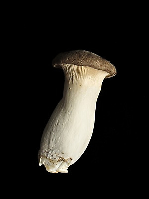 포토 JPG 웰빙 채소 검은배경 누끼 사람없음 신선 유기농 새송이버섯 국내포토 백그라운드 검은색 버섯 파일형식