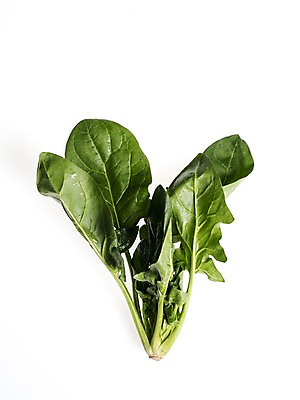 포토 JPG 스튜디오촬영 웰빙 채소 실내 누끼 사람없음 신선 흰배경 유기농 시금치 국내포토 백그라운드 내부 흰색 파일형식