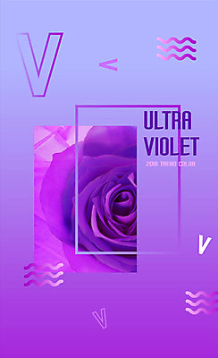 도형 편집이미지 꽃 무늬 타이포그라피 사람없음 장미 사각형 보라색 울트라바이올렛 이미지편집 AI파일 식물 문자 컬러 파일형식 벡터 트랜드컬러